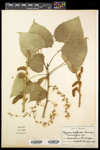 Populus deltoides subsp. deltoides image