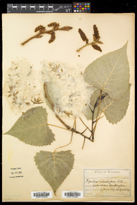 Populus deltoides subsp. deltoides image