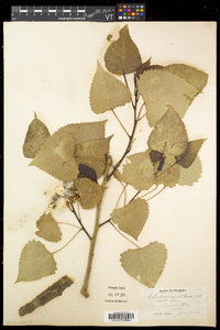 Populus deltoides subsp. deltoides image