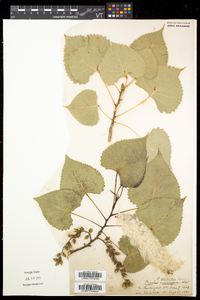 Populus deltoides subsp. deltoides image