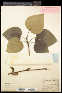 Populus balsamifera image