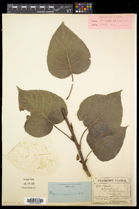 Populus balsamifera subsp. balsamifera image