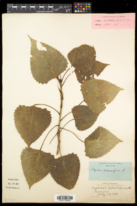 Populus balsamifera image