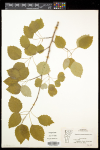 Populus grandidentata image