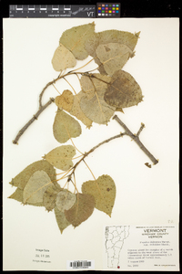 Populus deltoides subsp. deltoides image