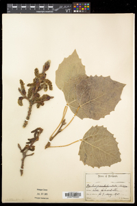 Populus grandidentata image