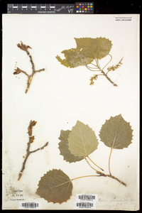 Populus grandidentata image