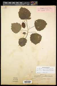 Populus grandidentata image