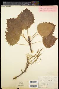 Populus grandidentata image