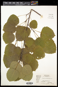 Populus grandidentata image