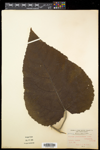 Populus grandidentata image