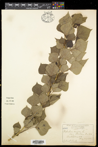 Populus nigra image