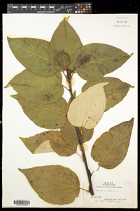 Populus balsamifera subsp. balsamifera image