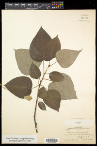 Populus balsamifera subsp. balsamifera image