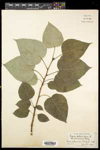 Populus balsamifera subsp. balsamifera image