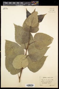 Populus balsamifera subsp. balsamifera image