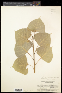 Populus deltoides subsp. deltoides image