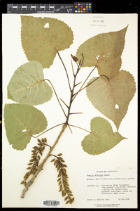 Populus deltoides subsp. deltoides image