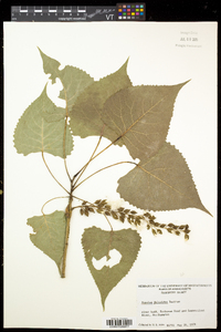 Populus deltoides subsp. deltoides image