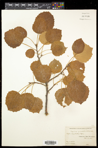 Populus grandidentata image