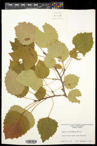 Populus grandidentata image