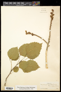 Populus grandidentata image