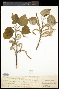 Populus grandidentata image