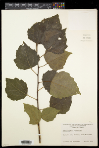 Populus tremula image