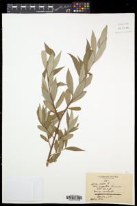 Salix alba image