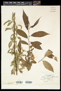 Image of Salix ehrhartiana