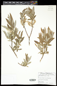 Salix candida image