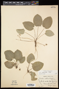 Viola rotundifolia image