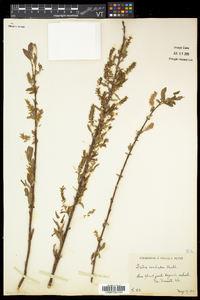 Salix eriocephala var. eriocephala image