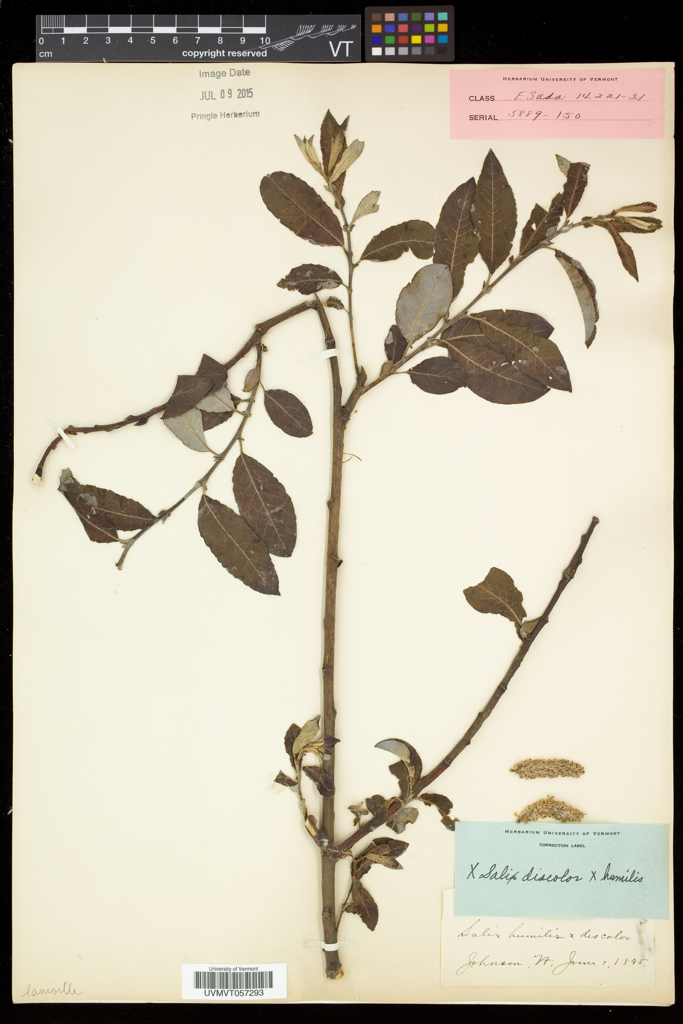 Salix × conifera image