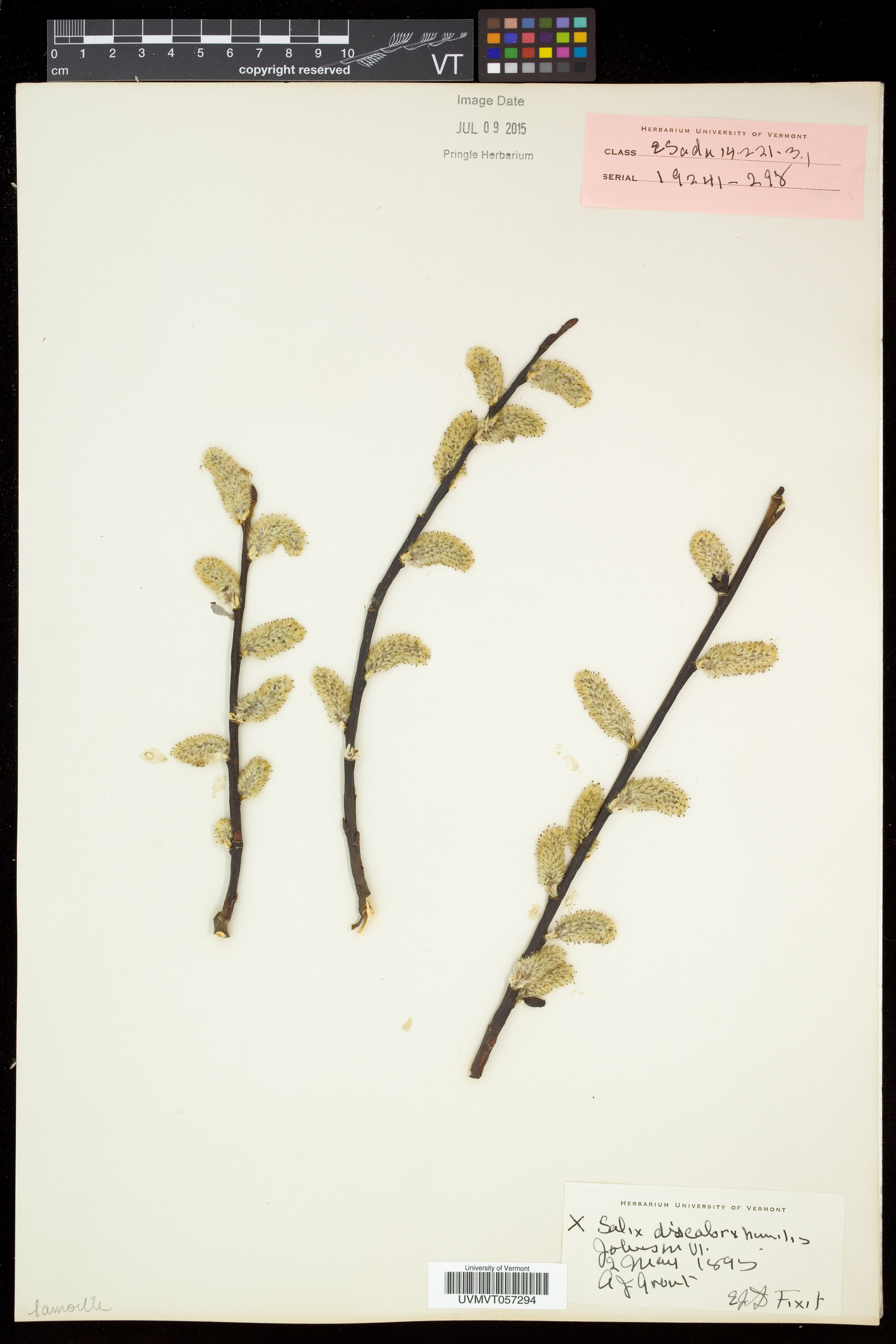 Salix × conifera image