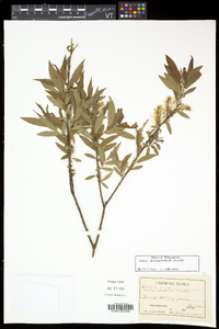 Salix eriocephala var. eriocephala image