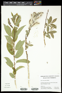 Salix eriocephala var. eriocephala image