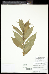 Salix eriocephala var. eriocephala image