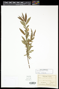 Salix eriocephala var. eriocephala image