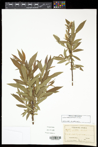 Salix eriocephala var. eriocephala image