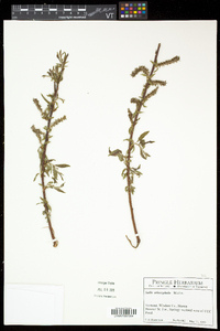 Salix eriocephala var. eriocephala image