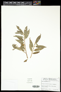 Salix eriocephala var. eriocephala image