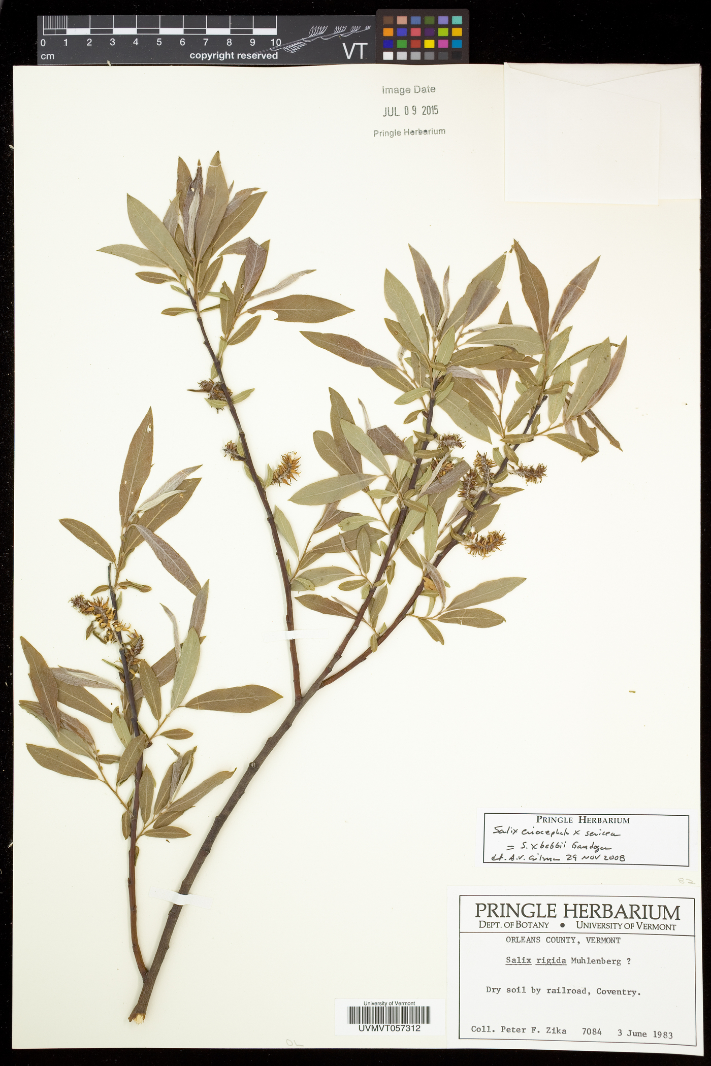 Salix bebbii image