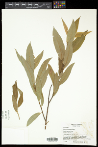 Salix eriocephala var. eriocephala image