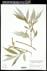 Salix × fragilis image