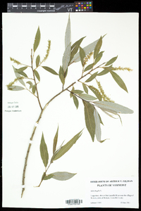 Salix × fragilis image