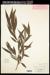 Salix × fragilis image