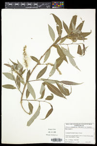 Salix × fragilis image