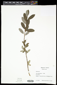 Salix pedicellaris image