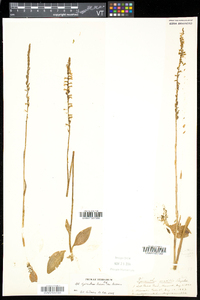 Spiranthes lacera image